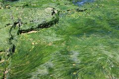 Ulva intestinalis intestinalis