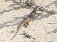 Trachylepis variegata