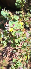 Aspalathus perfoliata