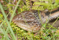 Tiliqua nigrolutea