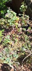 Aspalathus perfoliata