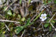 Geranium solanderi