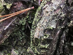 Trapeliopsis granulosa