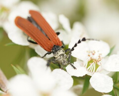 Pseudolycus marginatus