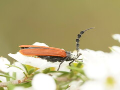 Pseudolycus marginatus