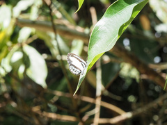 Psychonotis caelius