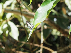 Psychonotis caelius