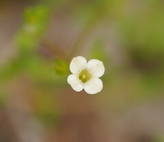 Mitrasacme polymorpha