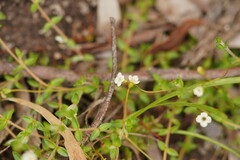 Mitrasacme polymorpha