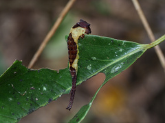 Kamalia multipunctata