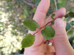 Muehlenbeckia complexa