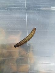 Agonopterix umbellana