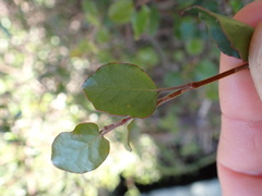 Muehlenbeckia complexa