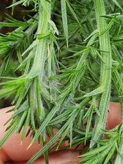 Agonopterix umbellana