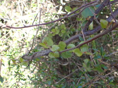 Muehlenbeckia complexa