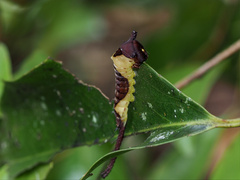 Kamalia multipunctata