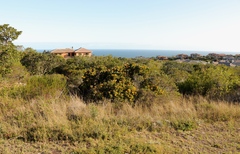 Leucospermum praecox