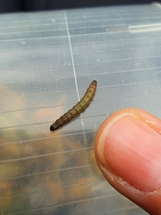 Agonopterix umbellana