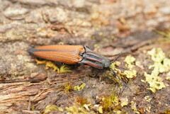 Elatichrosis trisulcatus