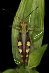 Apalacris varicornis