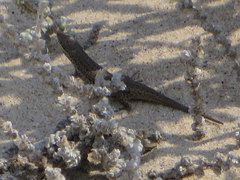 Trachylepis variegata