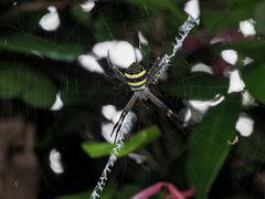 Argiope aetherea