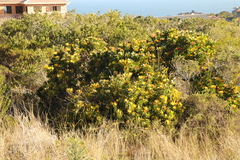 Leucospermum praecox