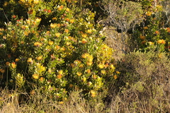Leucospermum praecox
