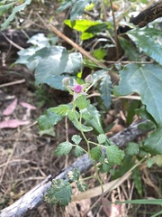 Rubus parvifolius