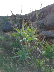 Trachyandra adamsonii