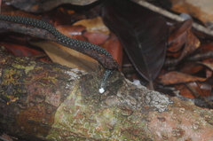 Hebius flavifrons