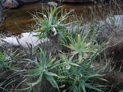 Trachyandra adamsonii