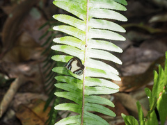 Psychonotis caelius
