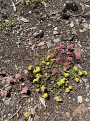 Eriogonum marifolium