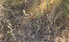 Hermannia trifoliata