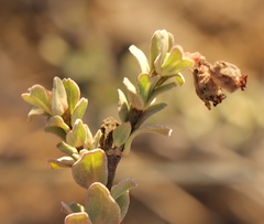 Hermannia trifoliata