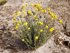 Chrysocephalum semipapposum