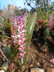 Lachenalia membranacea