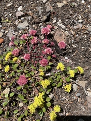 Eriogonum marifolium