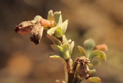Hermannia trifoliata