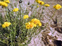 Chrysocephalum semipapposum