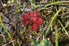 Drosera aberrans