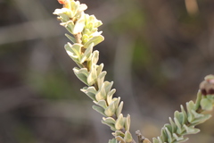 Hermannia trifoliata