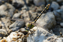 Ophiogomphus occidentis