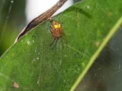 Araneus albotriangulus