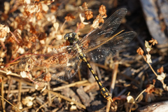 Ophiogomphus occidentis
