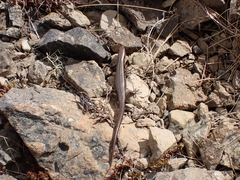 Oligosoma