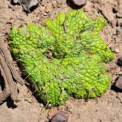 Arctopus echinatus
