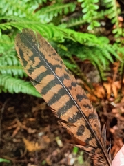 Gallirallus australis scotti