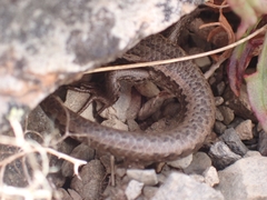 Oligosoma